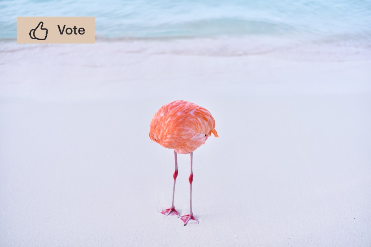 A photograph of a flamingo on a beach with its head bent into its body. The water laps on the sand nearby.